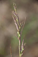 Bupleurum affine