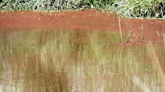 Azolla filiculoides