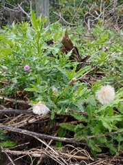 Cirsium arvense