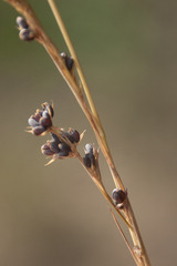 Bupleurum affine