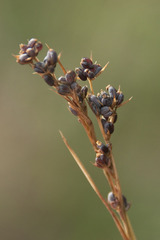 Bupleurum affine