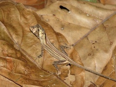 Anolis capito
