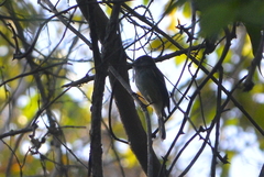 Empidonax hammondii
