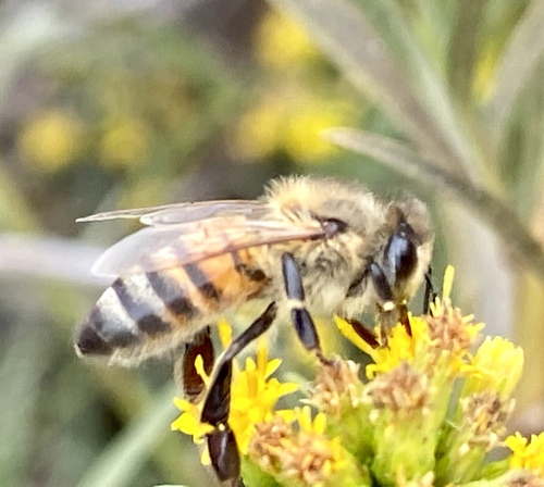 iNaturalist observation photo of Western Honey Bee