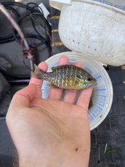 Lepomis macrochirus × cyanellus