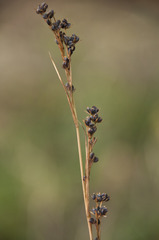 Bupleurum affine