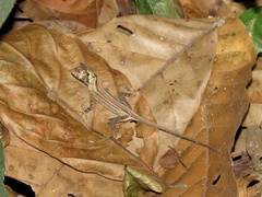 Anolis capito
