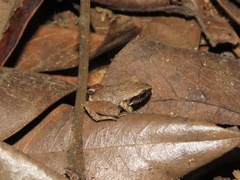 Craugastor stejnegerianus