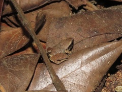 Craugastor stejnegerianus