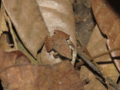 Craugastor stejnegerianus