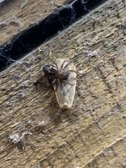 Amaurobius
