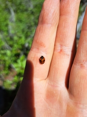 Coccinella