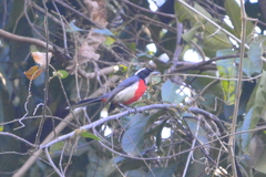 Granatellus venustus