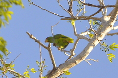 Amazona albifrons