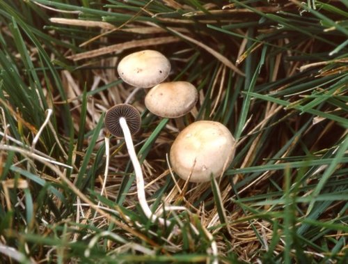Banded Mottlegill