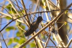 Cynanthus doubledayi