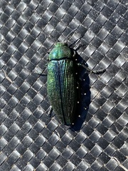 Buprestis adjecta