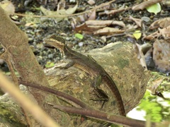 Basiliscus basiliscus