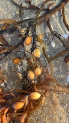 Phyllospora comosa