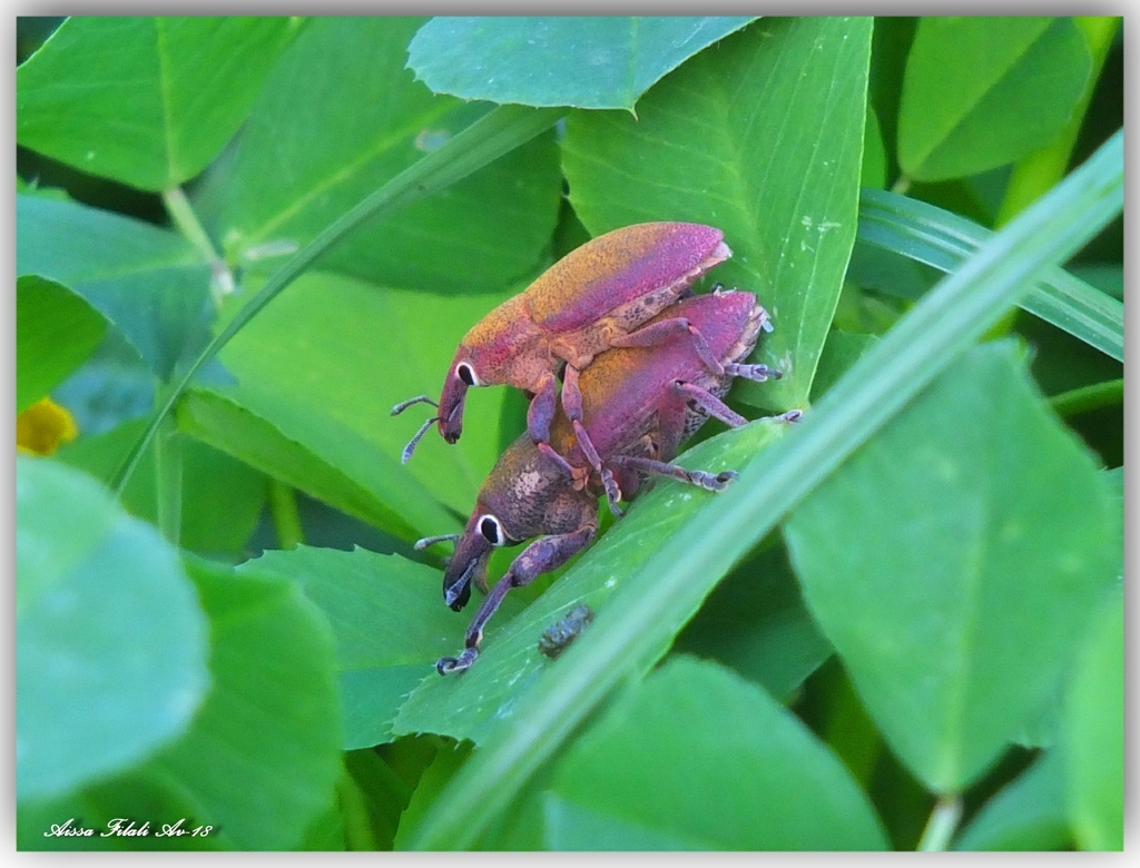 Lixomorphus algirus