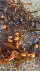 Phyllospora comosa