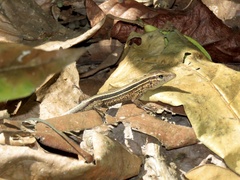Holcosus quadrilineatus
