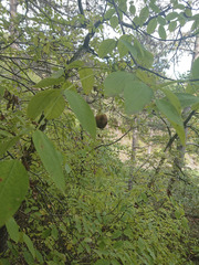 Staphylea pinnata