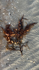 Phyllospora comosa