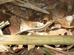 Holcosus quadrilineatus