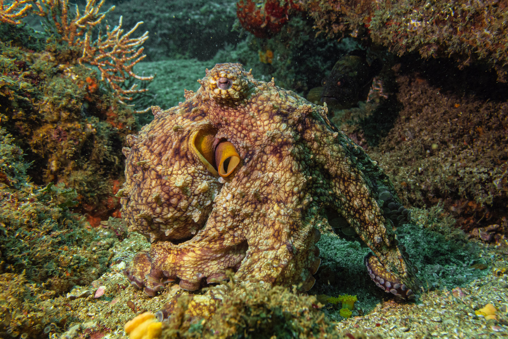 Hubb's Octopus