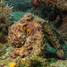 Hubb's Octopus - Photo (c) Pablo A. Arias Cid, some rights reserved (CC BY-NC), uploaded by Pablo A. Arias Cid