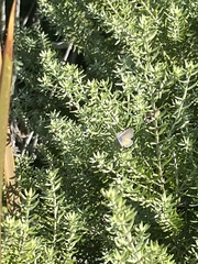 Leptotes marina