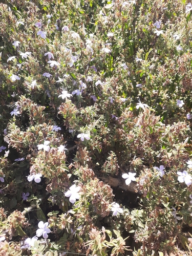 Barleria spinulosa image