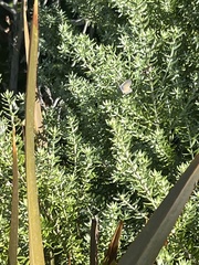 Leptotes marina
