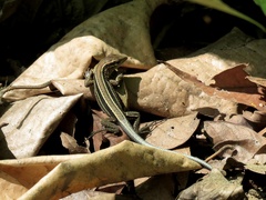 Holcosus quadrilineatus