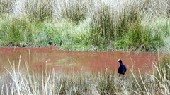 Porphyrio melanotus melanotus