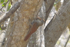 Xiphorhynchus flavigaster