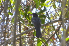 Trogon citreolus