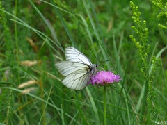 Aporia crataegi