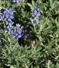 Lupinus sericeus