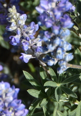 Lupinus sericeus