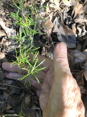 Asparagus
