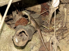 Basiliscus basiliscus