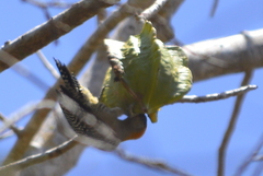 Melanerpes chrysogenys