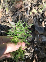 Asparagus
