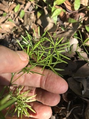 Asparagus