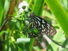 Tirumala limniace limniace
