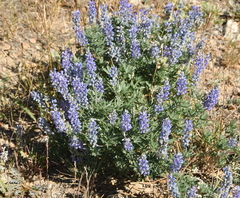 Lupinus sericeus