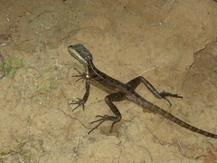 Basiliscus basiliscus