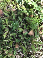 Asparagus